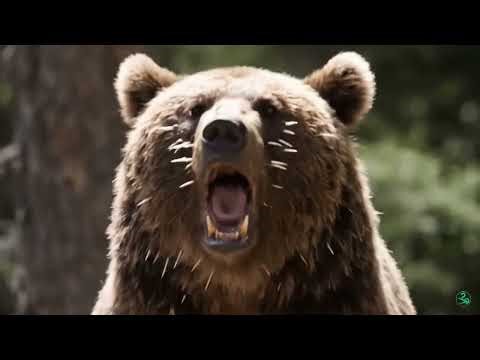 🔥 Epic Wildlife Battles: Cobras, Pythons, Lions, Bears vs Porcupines & Birds vs Snakes 🐍🦁🐻”