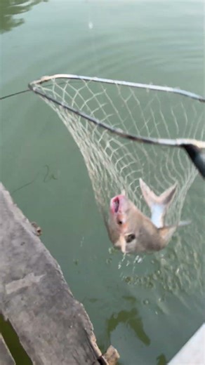 Câu cá vạn cân,cầm vợt chạy lăn săn😂 #fishing #cauca #caucavancan #xuhuong #moicauca