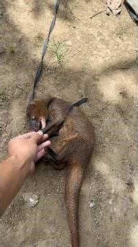 Acil is acting up. #animals #garangan #cutepets