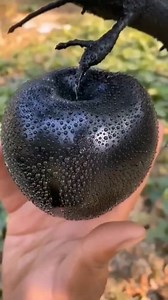 The World's Most Expensive Apple, The Black Diamond Apple #reel #saadatinfo #reelsfypシ | Roshni Aftab