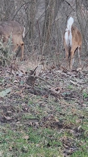 Young Deer Starts Pooping and Then...watch what happens.