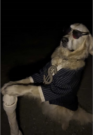Big Man: My Journey as a Service Dog