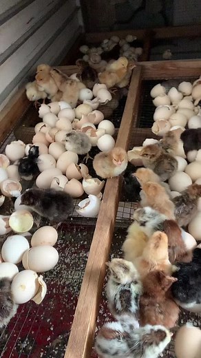 Charming Hybrid Chicken Chicks in Brooder Care