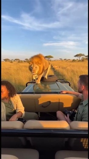 Lion Climbs Into Open Jeep During Safari #safarilife #wildliferescue #lionencounter