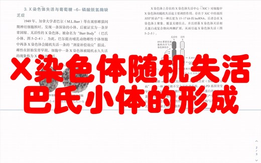 巴氏小体的形成