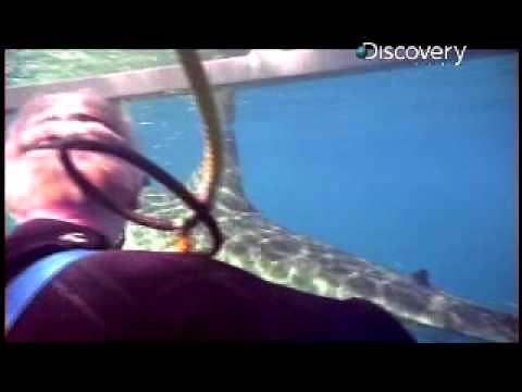 Adrenaline Rush: Great White Attack