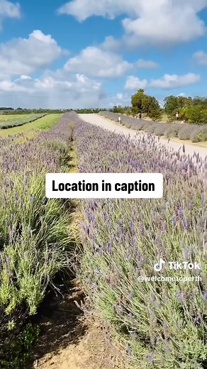 Visita la Granja de Lavanda en Yanchep, Perth