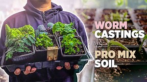 1.2K views · 41 reactions | In this video we wanted to find out if making our own soil mix from simply composting is enough to grow seedlings. We compared it to professional store bough mix, the cheapest option, and loaded with nutrient mix. When I started gardening, I've always struggled with what soil mix to use to up pot seedlings. I've tried several mix over time and still continue to find the best and cost effective medium. | Plantedinthegarden | Facebook