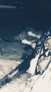 748K views · 1.8K reactions | Anacondas are creatures that can engulf animals thrice their size with ease. Innumerable videos on social media show anacondas attacking animals of various sizes, wrapping them up from head to toe and killing them in a minute. One such video of an anaconda attacking a mountain lion and eventually killing it has gone viral on Twitter #viralpost #anaconda #lion #mountainlion #nature ##survivalofthefittest | News18 | Facebook