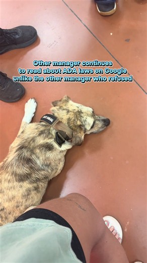Service Dog Rights: How to Handle Fake Service Animals (ADA Rules)