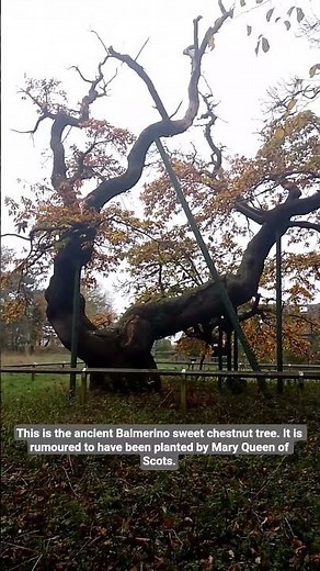 The ancient Balmerino sweet chestnut tree - planted by Mary Queen of Scots. #tree #nature