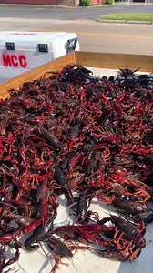 Get your order in for live crawfish 🦞 | Memphis Crawfish Company