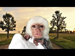 Baby Monkey and her New Home!