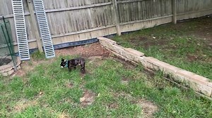 Pooping Machine 藍‍了‍了‍了 #miadagangwithemily #doglifestyle #funnydogs | Mia & Da Gang With Emily | Facebook