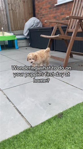 5.6K views · 85 reactions |  Puppy’s First Day Home – What To...