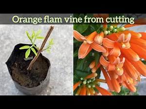 How to grow Orange flam vine from cutting | Trumpet vine | Pyrostegia venusta | Propagation