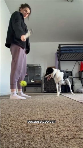 Have you tried a flirt pole with your dog?