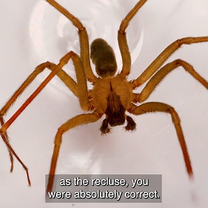 The Brown Recluse is hailed as one of the most venomous spider species in the United States. Today, Coyote will show you the differences between a harmless brown spider and the deadly Brown Recluse... then, he'll freehandle one! Will it bite?! Let's get hands-on with the BROWN RECLUSE! | Brave Wilderness