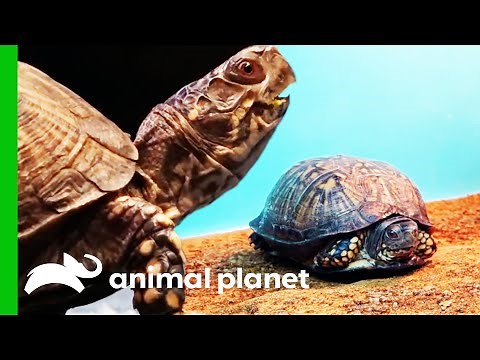 Shy Box Turtle Meets Toddlers And Comes Out Of Her Shell | The Aquarium