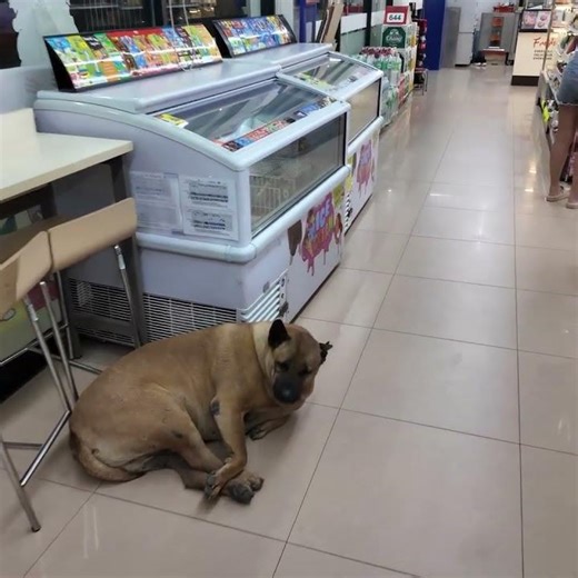 This dog living inside a 7-Elevens seriously needs to go a strict diet to reduce its weight