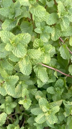 Mint Plant Growing at Home | How My Mint Plant is Growing | Mint Plant Update