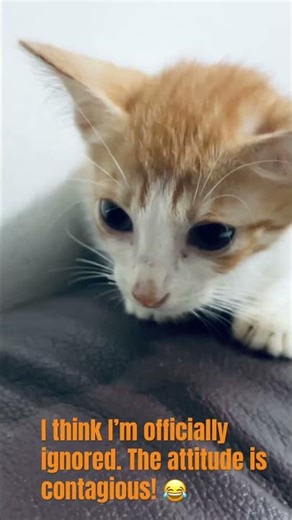 System Error: Eye contact not found 🤖🐱 I think they’re all mad at me... 😼