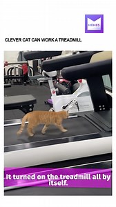 37K views · 305 reactions | That's one clever kitty | Memes | Facebook