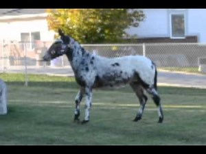 Meet the Nachos: Spotted Mules Presented by Nacho Mules