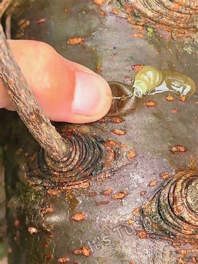 This Tree Has “Pimples” That Can Save Your Life 😱 #NatureFacts #Survival #amazingfacts