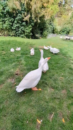27K views · 959 reactions | Our guard goose is great at his job! ♥️ #guardgoose #goose #homesteading #homestead #farmlife | Mountain Spring Homestead | Facebook