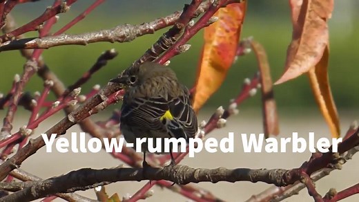 The Yellow-rumped Warbler is one of the most widespread and well-known warblers in North America. Birders affectionately refer to this species as "butter-butt," since its bright yellow rump is an eye-catching and diagnostic field mark throughout the year. Did you observe one this spring? Learn more about this species: https://abcbirds.org/bird/yellow-rumped-warbler/ | American Bird Conservancy