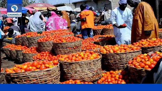 10K views · 218 reactions | Tomato Farmers Record Post Harvest Losses | Channels Television | Facebook