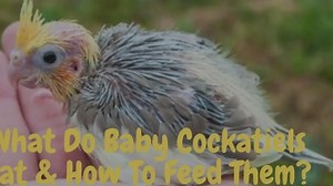 What Do Baby Cockatiels Eat? (Foods & Feeding Tips)