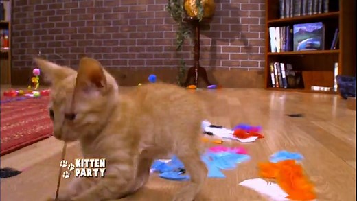 Kitten Party