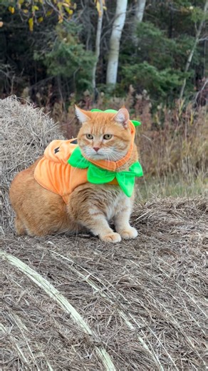 More footage of Grumpkin the pumpkin Pumpkin being a country bumpkin 🧐 💅 If you’re a fan of Pumpkin and Jack Spicer’s kitty cat cowboy content please consider subscribing or joining their Patreon linked in bio 😊 everything helps ❤️ #cat #cats #catlover #catsofinstagram #catlovers #cats_of_instagram #kittycat #tuxedocat #kitty #catlife | Aaron Apps