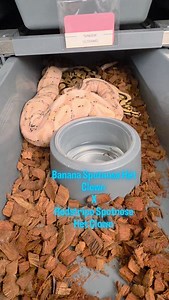 Even in deeeeeep blue this guy locks up!! @royally_morphadelic2 #ballpythoneggs #ballpython #ballpythonsofinstagram #ballpythoncommunity #ballpythonlock #ballpythonforsale #ballpythonhatchlings #ballpythonsoftheworld #ballpythonmorphs #royalpythonlock #royalpythons #royalpythonsforsale #royalpython #royalpythoneggs #royalpythonhatchlings #royalpythonsofinstagram #fyp #viral #someluck | Greg Vasquez | Facebook