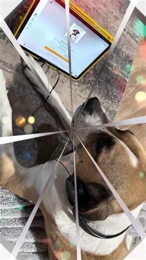 16K views · 803 reactions | The true story behind the rescue that...