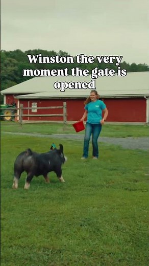 Are pigs just big dogs?
