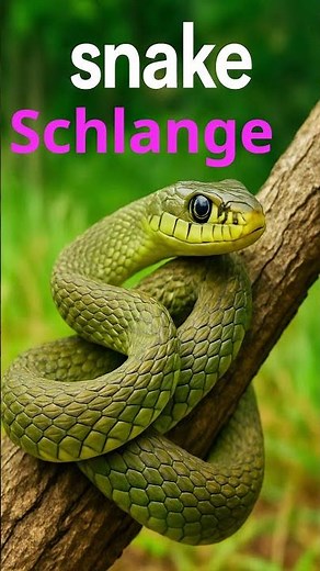 Reptiles & Amphibians in German 🐊🐍 | Learn Cool Creature Names!