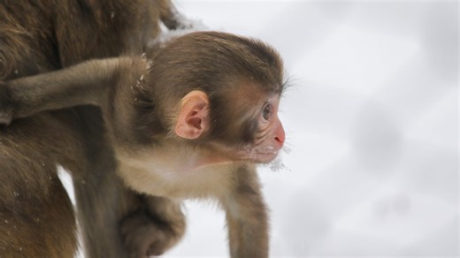Watch Blank Park Zoo's baby snow monkey, Yumi, experience her first snow in Des Moines