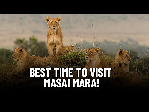 Kenya Safari Secrets: Discover the BEST Time to Visit Masai Mara!