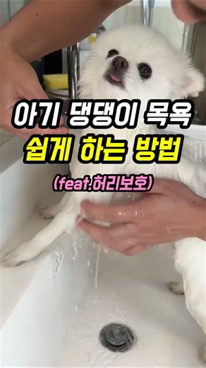 #세면대수전 #수전추천 #강아지목욕 #아기강아지목욕 #소형견목욕 #반려동물용품 #강아지용품추천 #욕실리모델링 #살림꿀템 #가성비꿀템