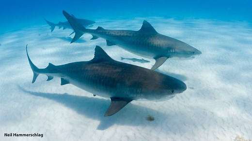 Tiger shark migrations altered by climate change, new study finds