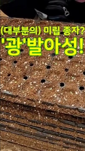 광발아성&암발아성 요약 설명! #씨앗 #파종 #씨앗파종 #광발아 #암발아 #종자 #광발아성 #암발아성 #발아조건