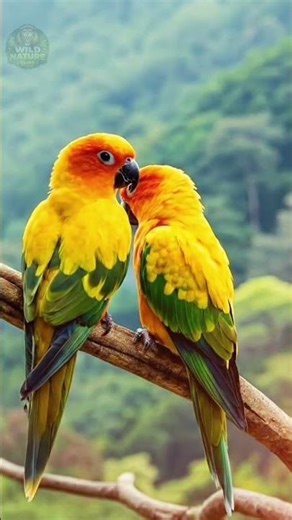 Colorful Sun Conure Parrots Sitting on Branch | Tropical Bird Wildlife Photography🍂🕊️🕊️