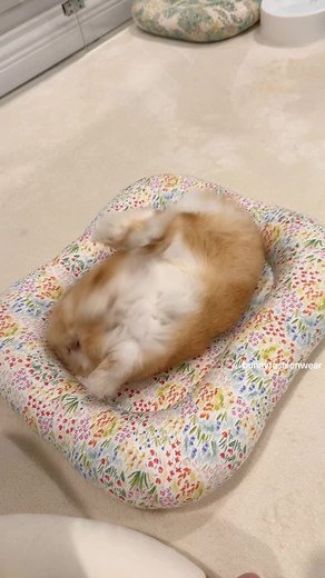 Eggcercise: Fun Bunny Exercises Before Bedtime