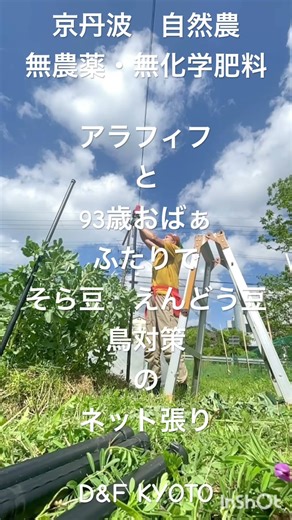 京丹波 自然農 無農薬・無化学肥料 そら豆、えんどう豆 鳥対策のネット張り D&F KYOTO #自然農 #自然栽培 #京丹波 #野菜作り
