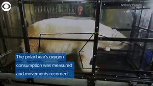 POLAR BEAR TREADMILL! Scientists have been studying polar bears. They are concerned about their well-being due to shrinking Arctic ice. | KDKA-TV | CBS Pittsburgh