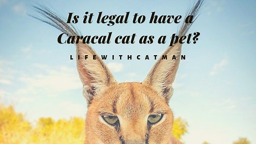 Is it Legal to have a Caracal Cat as a Pet? - Catman