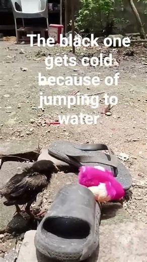 THE BLACK CHICK GETS COLD BECAUSE OF JUMPING TO WATER